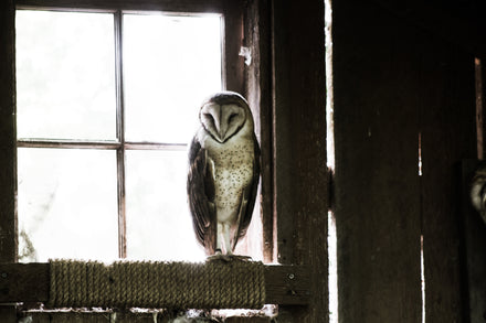 How do I attract more barn owls to my property?