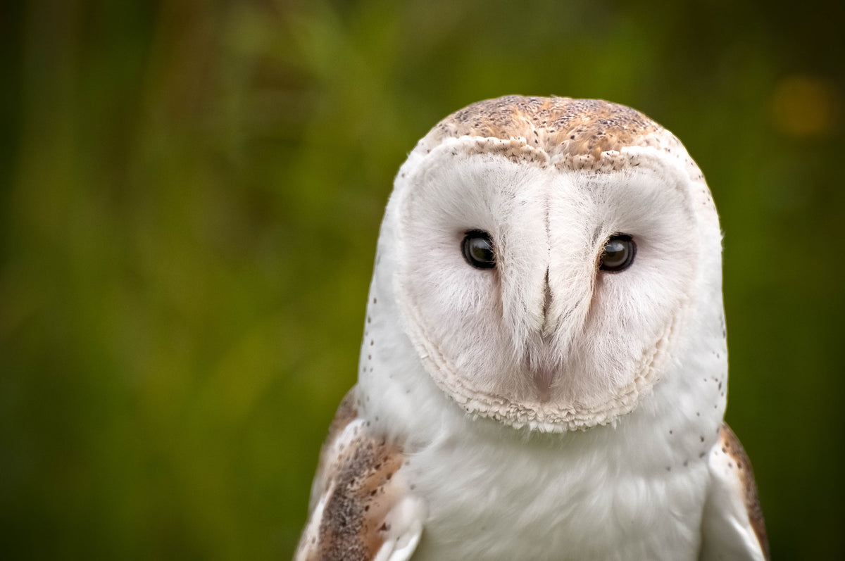 How to attract barn owls to your property Ark Owl Boxes