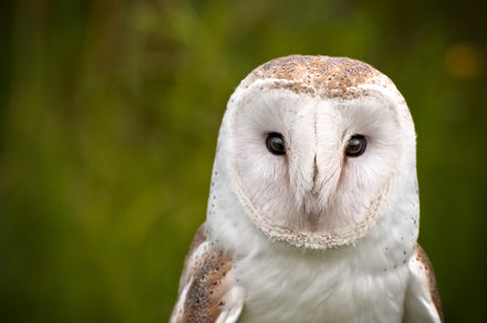 How to attract barn owls to your property
